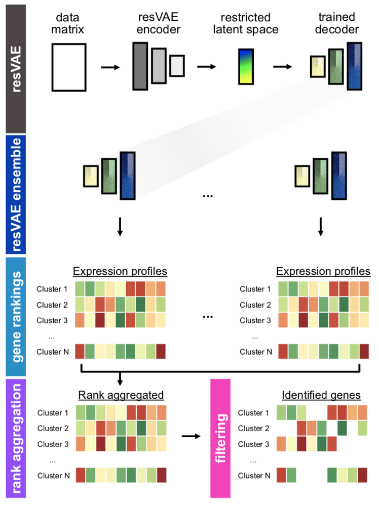 resVAE ensemble: identifying crucial gene sets consistently from cell sequencing data